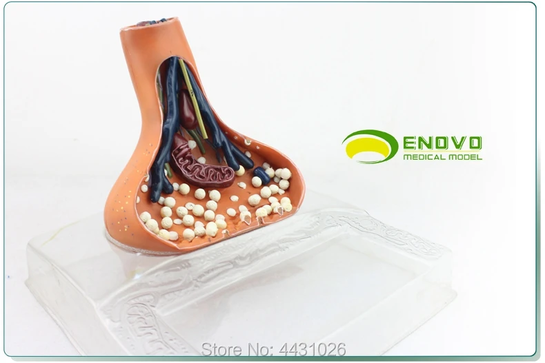 ENOVO Neurosynapse model chemical synapse используется для анатомии человеческой нервной
