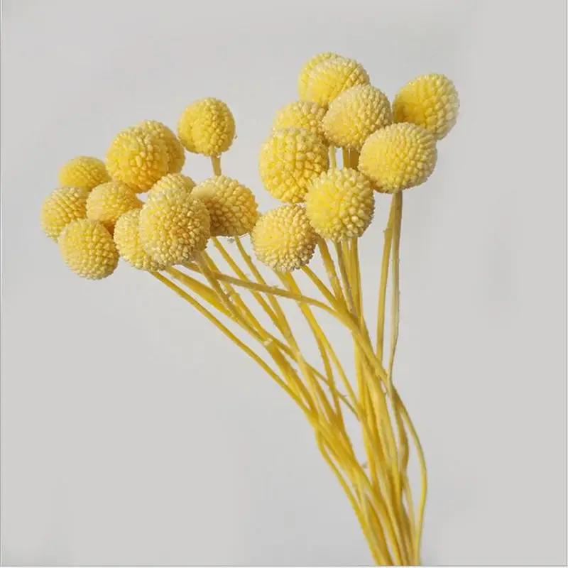 Yellow MiHuaGe сушеные цветы Золотой шар для гостиной дома спальни украшения натуральные вечные цветы подарок на праздник вечерние принадлежности - Цвет: Yellow