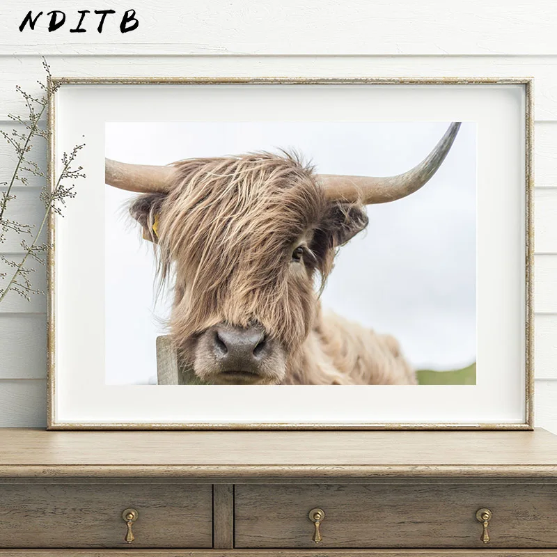 NDITB Highland корова настенная живопись холст постеры с животными и принтами