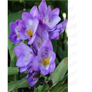 Ngryise 20 шт набор Freesia hybrida