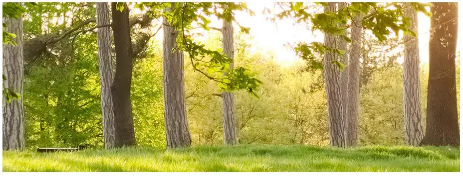 

3d wallpaper custom mural non-woven picture The forest park TV setting wall painting photo wallpaper for walls 3d