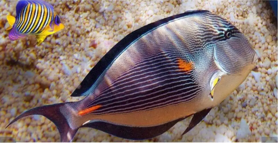 

3 d pvc flooring High-end custom wall sticker 3 d sea world starfish seawater sitting room painting 3d wall murals wallpaper