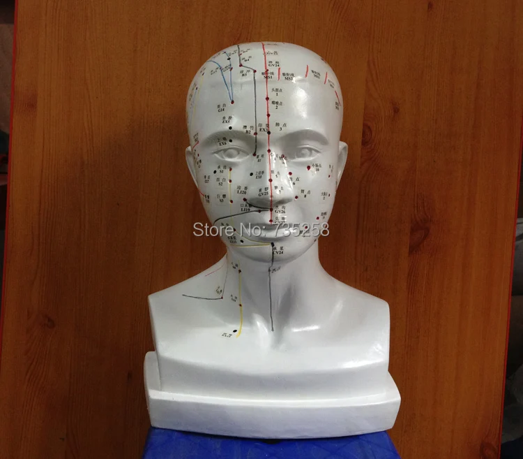 1:1 Head Acupuncture Point Model ,The Human Head Acupuncture Point Model ,Head Meridian Model