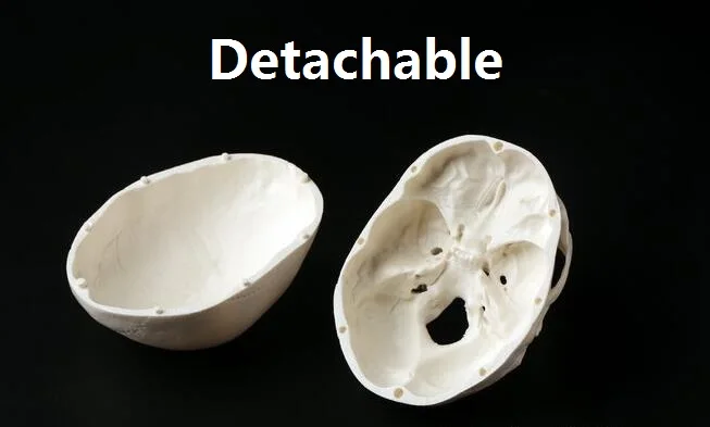 Маленький пластиковый художественный череп человеческая анатомическая