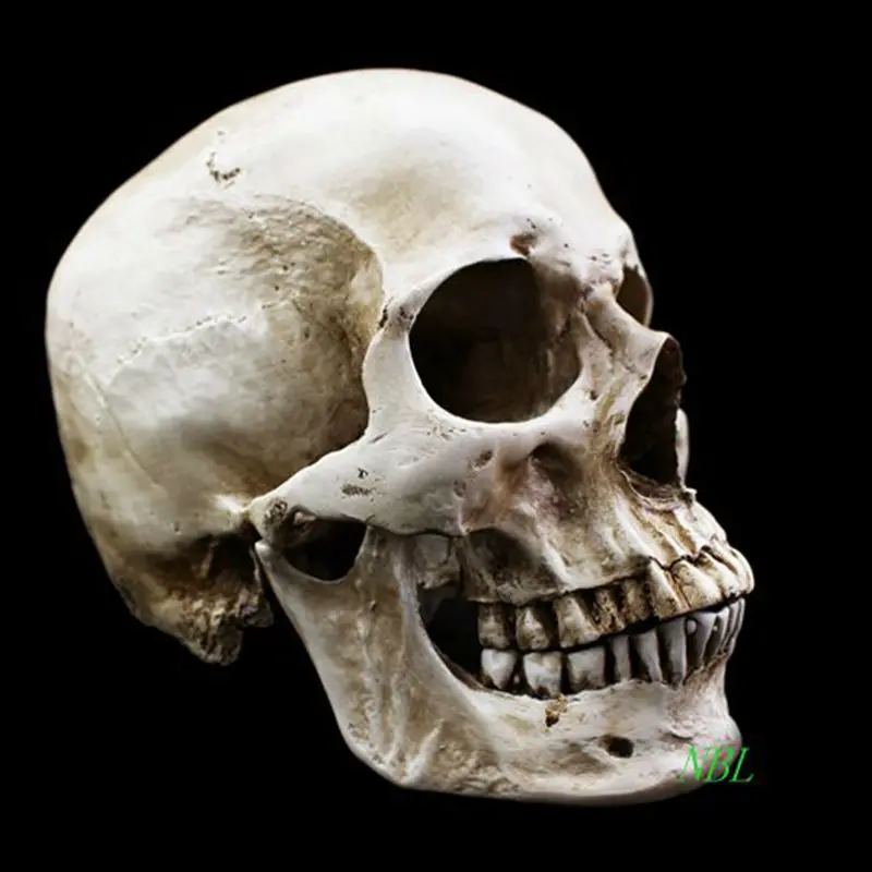 Натуральный человеческий череп модель высокой имитации 1:1 скелет белый