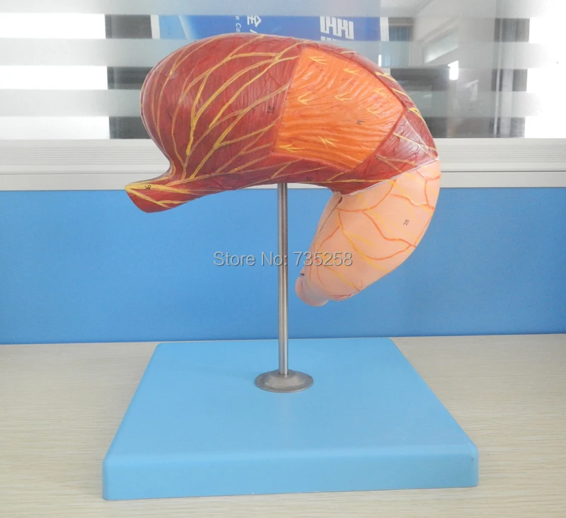 Stomach Model,Gastric Anatomy Model,ISO Certification Stomach Anatomical Model