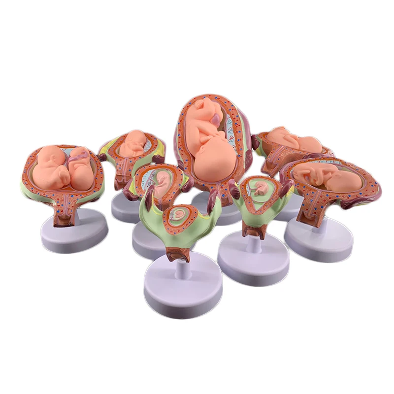 Pregnancy embryo development model fertility demonstration fetal education gynecological infant process | Канцтовары для офиса и
