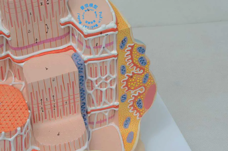 Бесплатная доставка модель скелетного мышечного волокна фибрирующей структуры