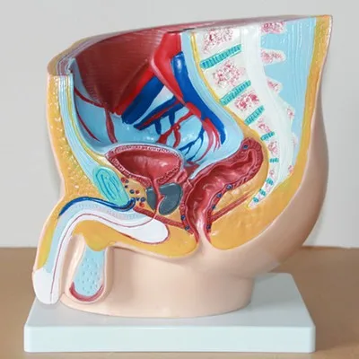 Модель мочевыделительной системы Procreation модель мужской таза анатомическая