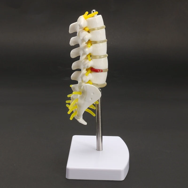 KiWarm 1 шт. 15 см мини человеческая поясница позвонка Sacrum Coccyx анатомический медицинский позвоночник модель статуи скульптуры