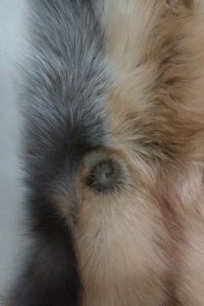 Роскошный тканевый стиль 3 материала кожа Лисий натуральный мех дешевые и