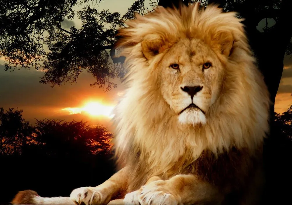 5d diy diamond painting lion animal crossing partial mosaic paintings embroidery paint with diamonds dimond | Дом и сад