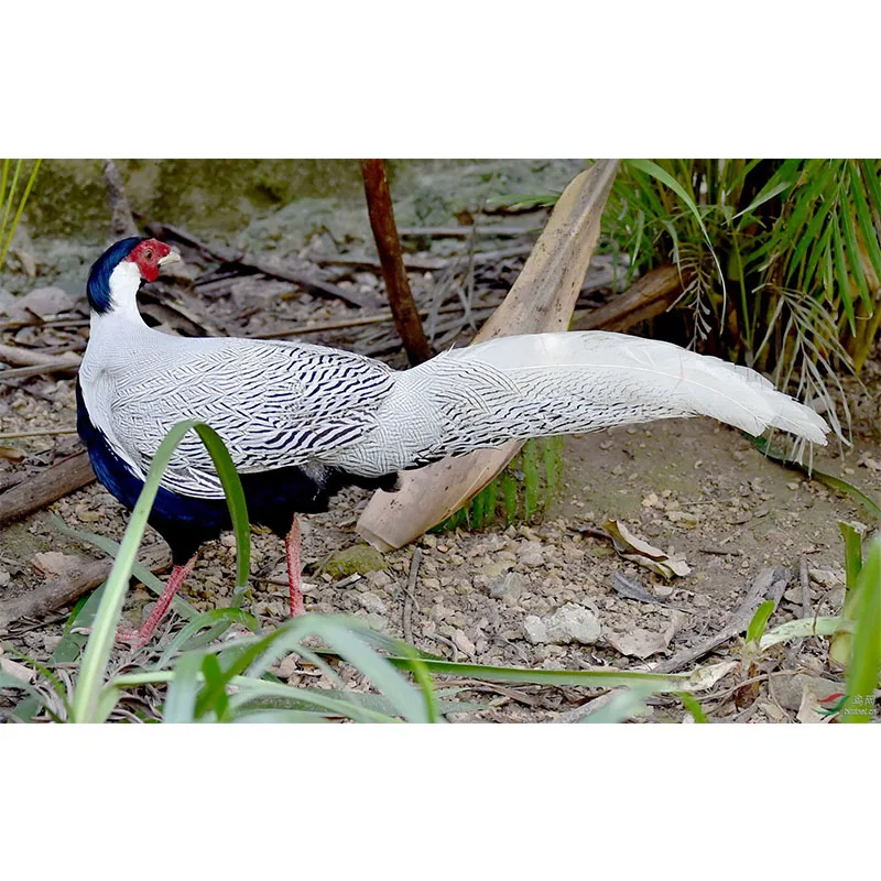 

Hot 20PCS/Pack Natural Strung Silver Pheasant Body Feather Fly tying material Fly Tying Cheeks and Collars Materials For Nymphal