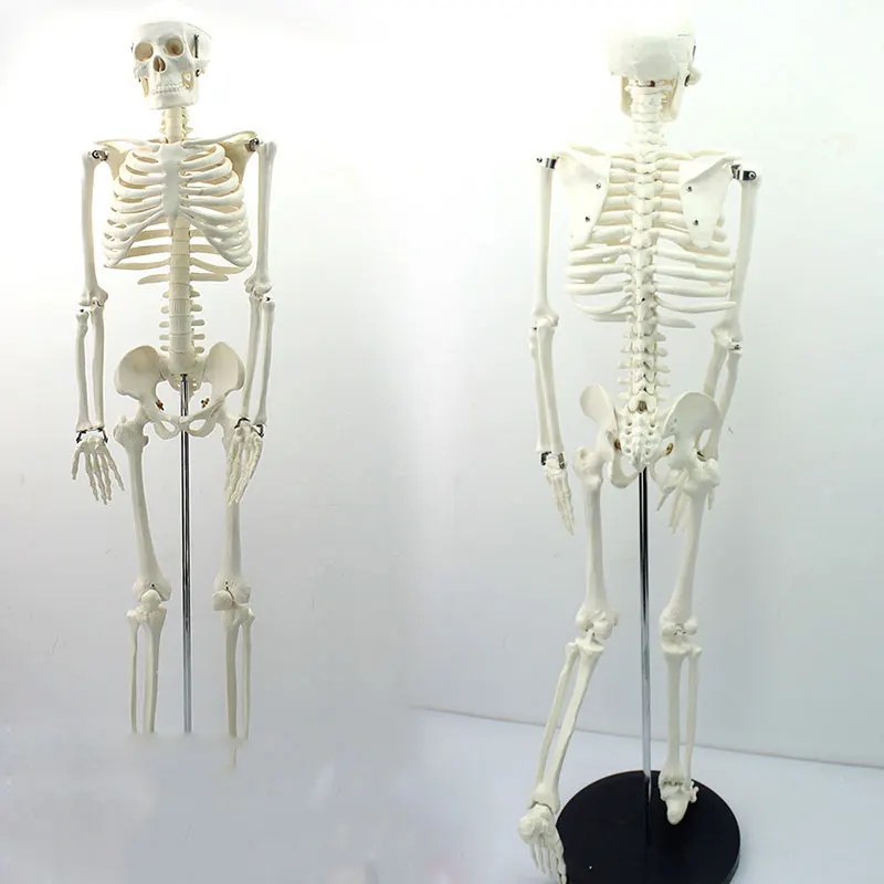 MTS 85 см человеческая идентификация 1:1 рандомная обучающая модель bone|Медицинская