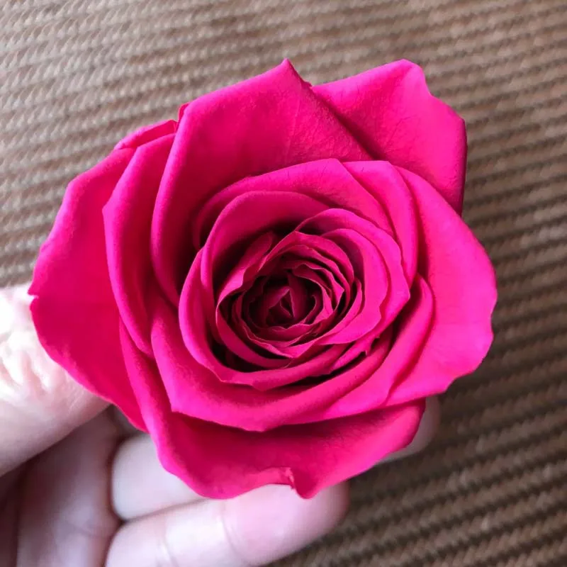 5 см природа свежий консервированный Роза голова в Fuschia Красавица и Чудовище