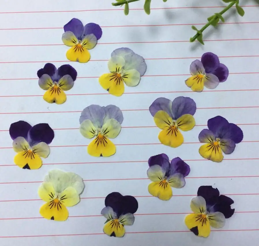 

500pcs Pressed Dried Viola Tricolor L. Flower Plant Herbarium For Jewelry Postcard Bookmark Phone Case Invitation Card DIY