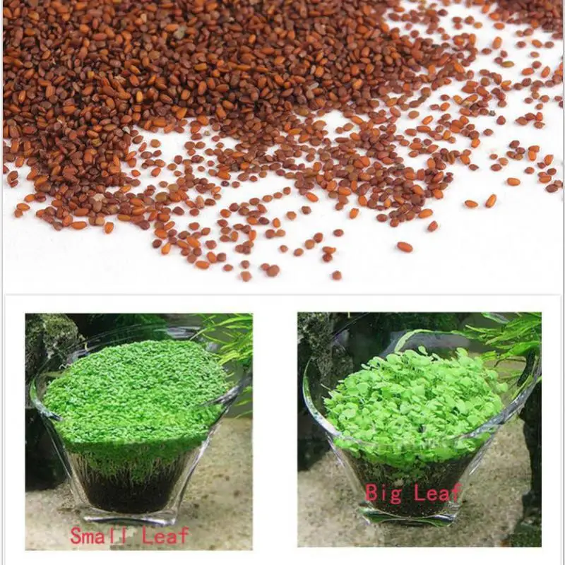 Аквариумные украшения семян растений Glossostigma Hemianthus Callitrichoides легкая растущая вода растение семена травы аквариум газон Декор