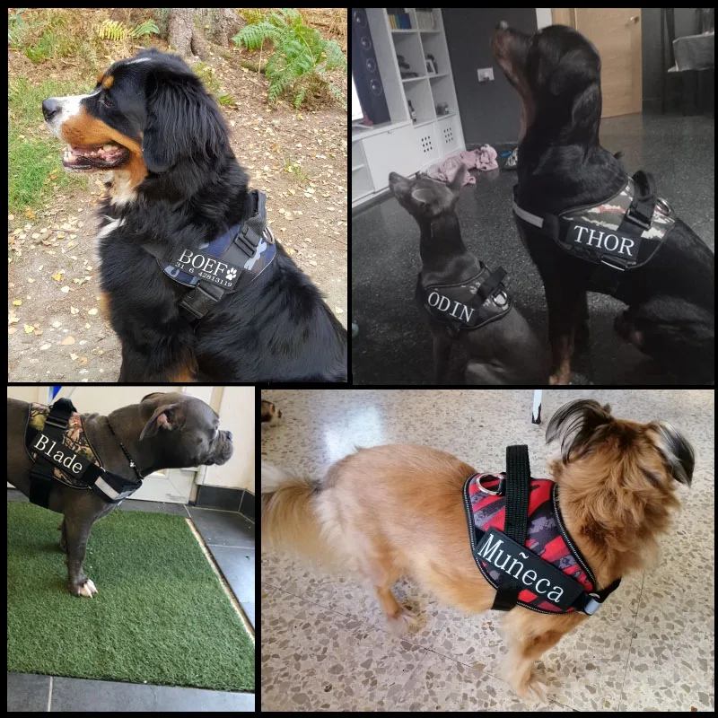 Персонализированные Подгонянные собаки светящиеся жгут ярлык на Ошейник 2