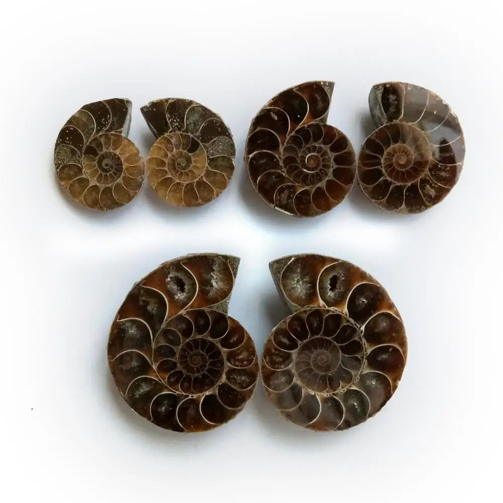 1 пара хит продаж натуральный аммонит окаменелое животное образец кулон