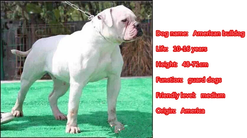 Ожерелье в виде американского бульдога подвеска собаки ювелирное изделие с