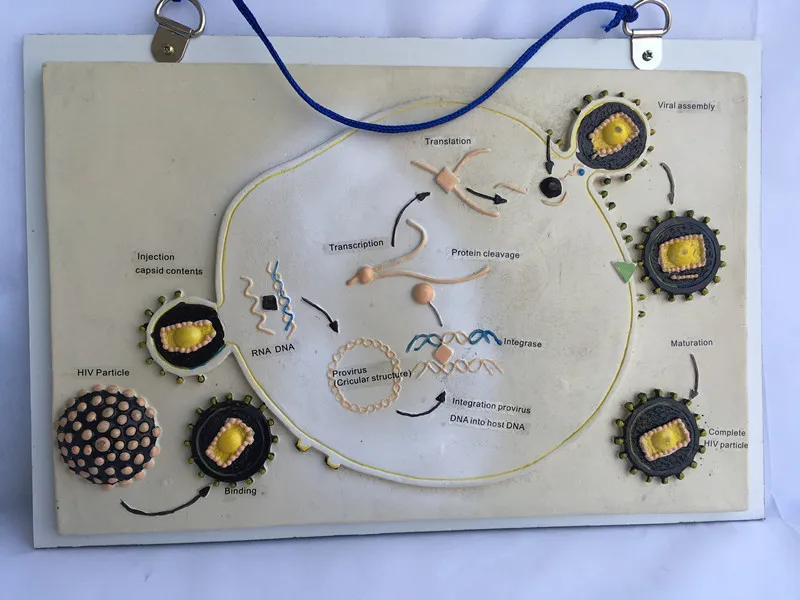 Модель роста и размножения ВИЧ школьное преподавание биологии модели