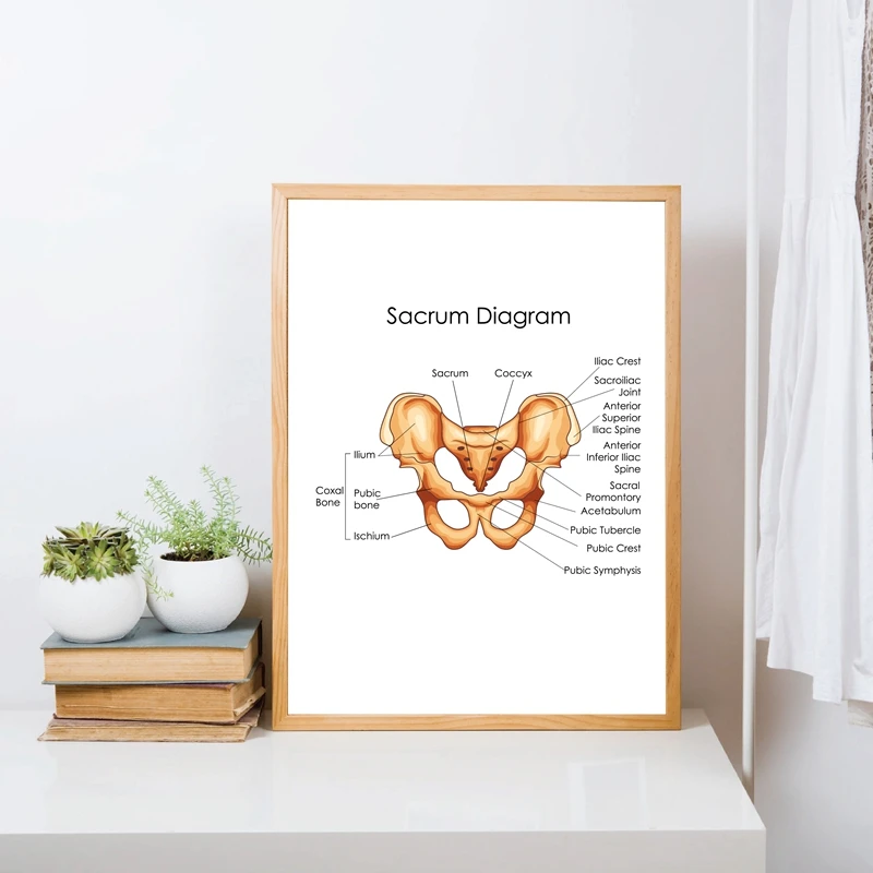 Sacrum диаграмма печатает медицинское образование плакат доктор офис Настенный