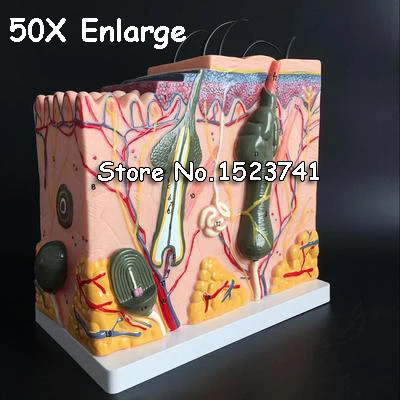 50X 1 шт. 35X 50X 70X анатомическая кожа человека Подкожная ткань дезинфекция медицинская модель школьная больница Обучающие, развивающие принадлежности - Цвет: 50X