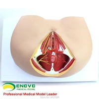 enovo female perineal model vascular nerve pelvic floor muscle anatomy model gynecological urology department