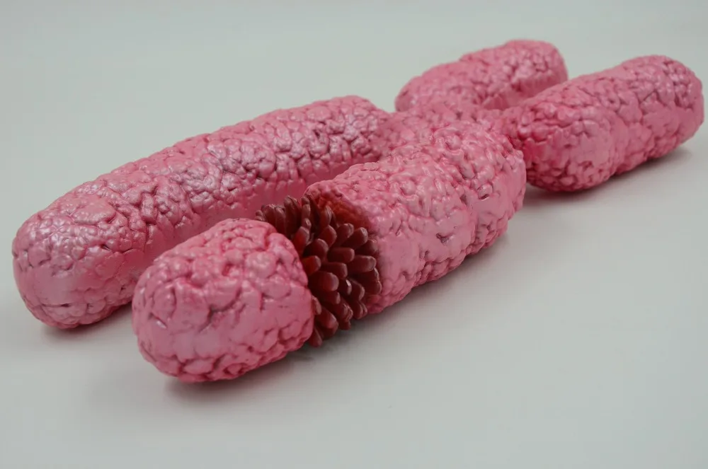 X Chromosome усилительная модель, мейоз, преподавание биологии, органель, анатомическая модель, генетика анатомическая модель