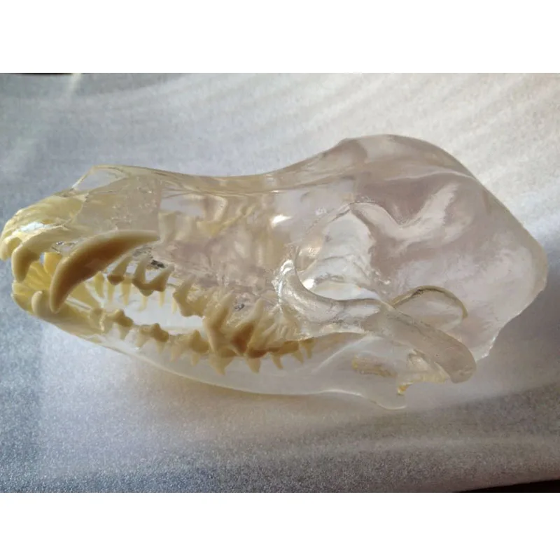 Прозрачная стереоскопическая модель зубов собаки из смолы собачьих | Канцтовары