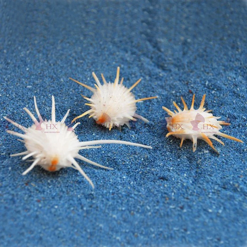 2 шт./лот) маленькие белые туфли Spondylus из натуральной раковины и раковины домашняя декорация микропейзаж украшения