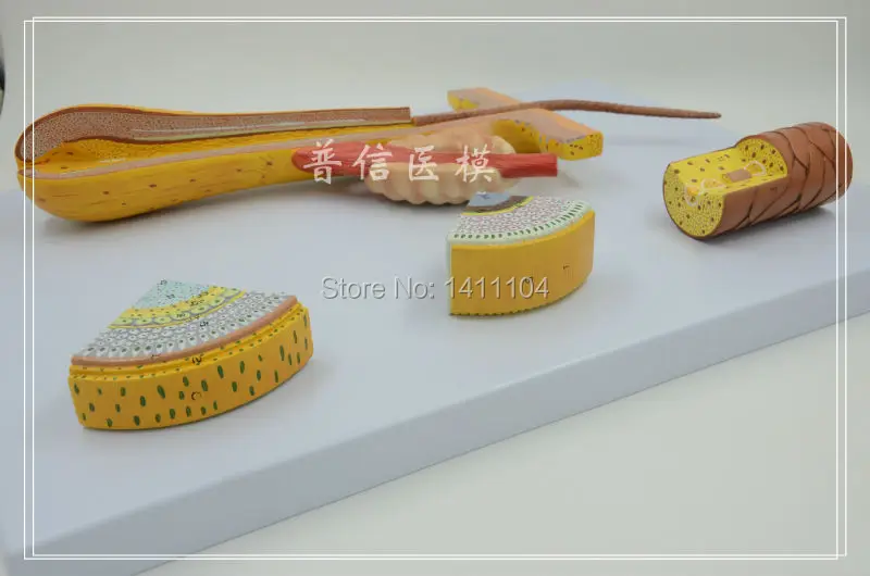 Бесплатная доставка корка для волос структура роста корней красота модель