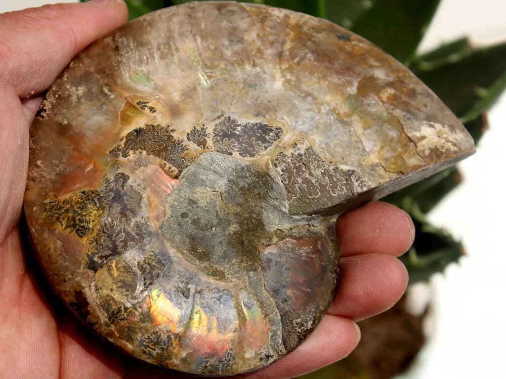 88fa 00671 1 пара полурежущий корпус из аммония|specimen| |