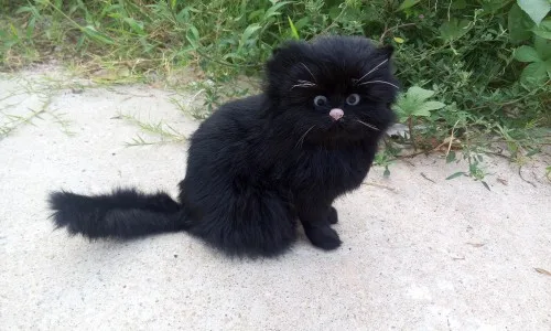 Новая модель черной кошки из полиэтилена и меха Сидящая кошка кукла подарок