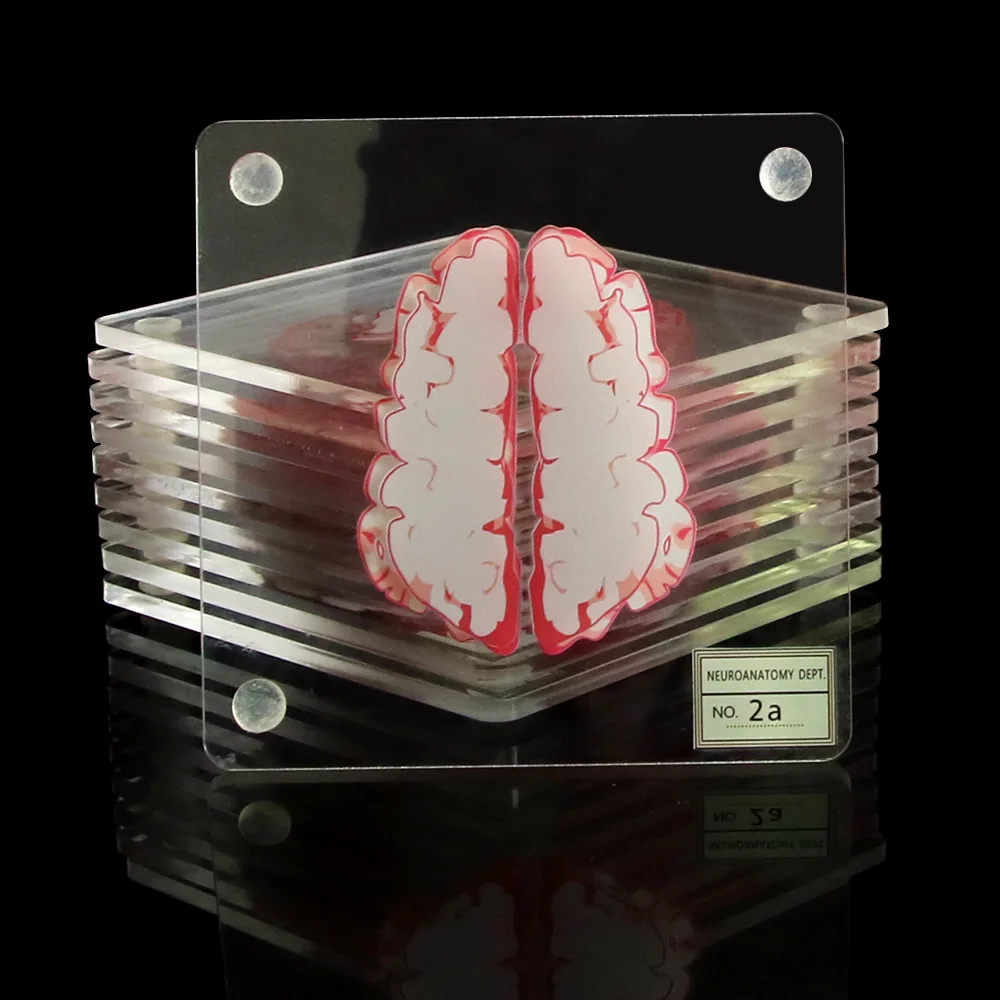 Мозговые образцы подставки набор 3D органные мозговые работы мозговые ломтики квадратная акриловая стеклянная подставка под стол для напитков подарок пьянским учёным