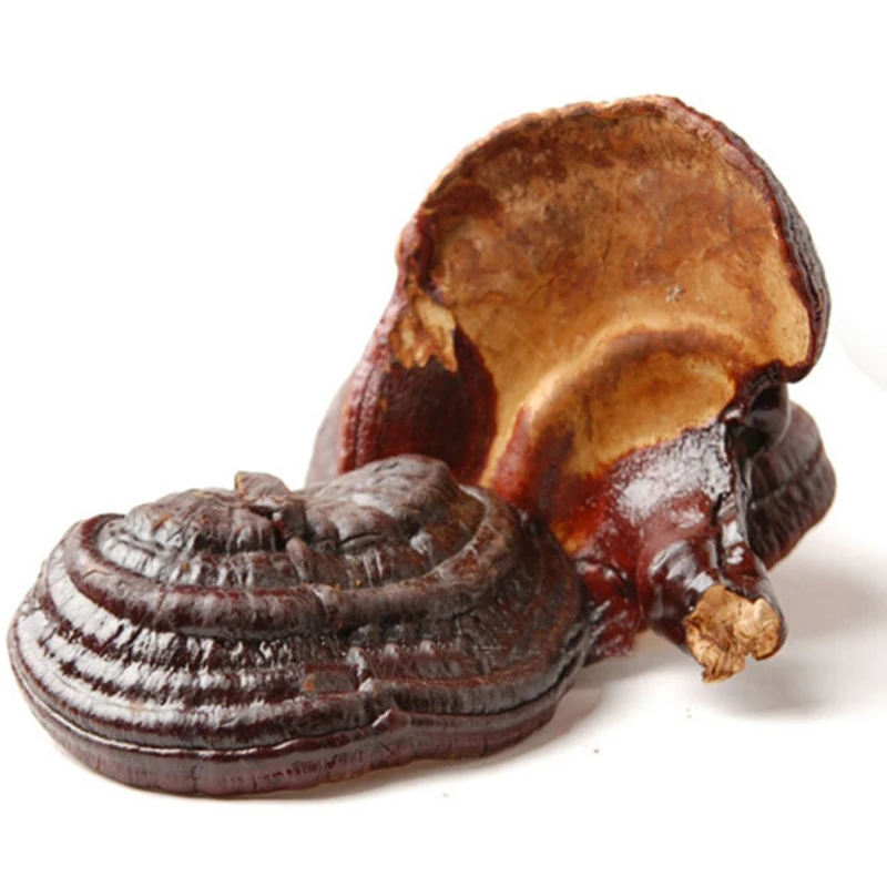 200 г Ganoderma Lucidum Paekdusan фитотерапия природные сушеные Lingzhi рейши грибы анти - рак