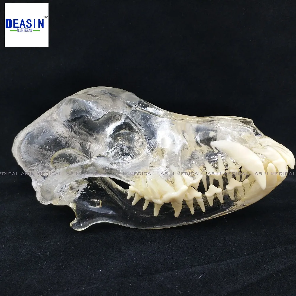 Собака Dentition модели зубы собаки Череп кости челюсти прозрачный раствор строгания преподавания ветеринарной животных модель образцов