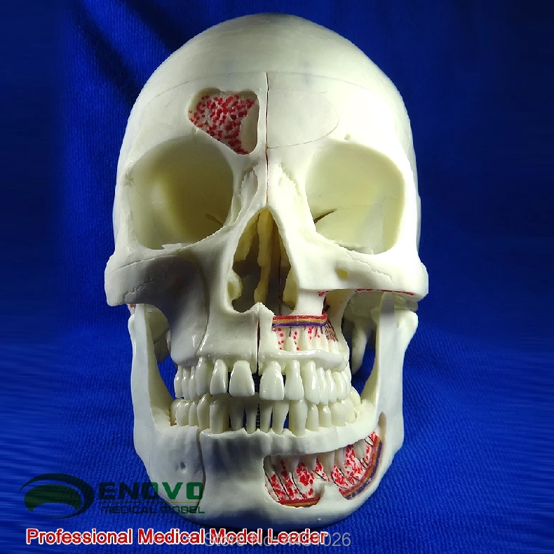 ENOVO human medical simulation skull model Department of Stomatology skull cranial neurology head skull
