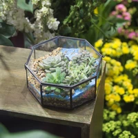7 5cm modern octagon tabletop glass flower pot succulents planter plant display bonsai pot garden glass geometric terrarium gift