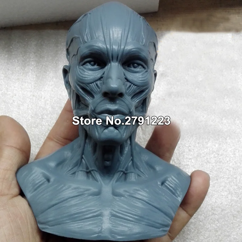 Человеческий череп для изучения анатомии скелет мозга анатомическая