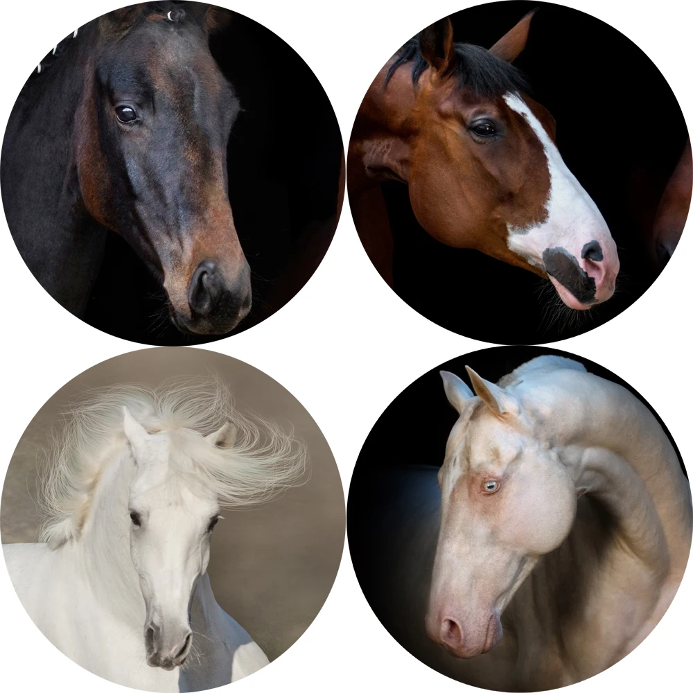 Black and white Horses Wall Art Canvas Prints Moden Animals Posters And Paintings For Bed Room Decor | Дом и сад