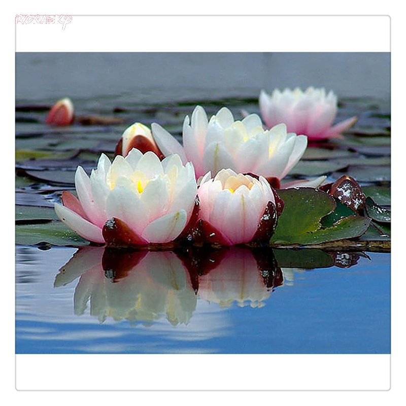 Полный 5D DIY алмазная живопись цветок лотоса вышивка крестиком 3D Алмазная мозаика