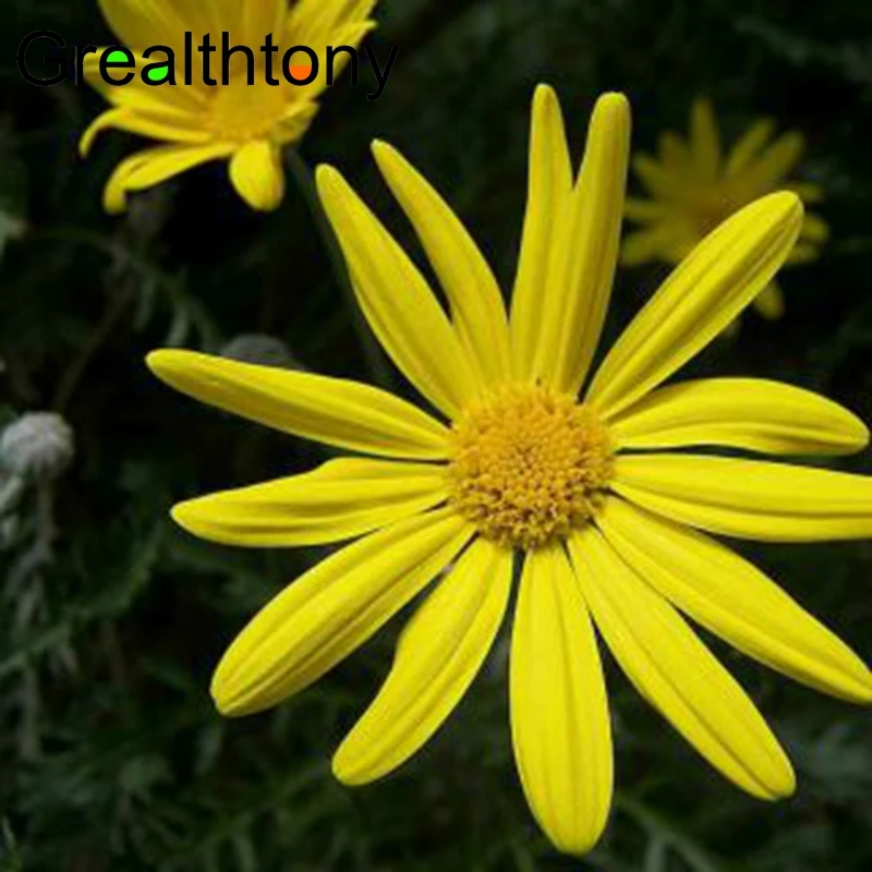 Arnica 100 мл Массажная кожа рассеивает черный обод глаза, чтобы облегчить боль в мышцах подлинное масло красоты горное Золотое автомобильное масло