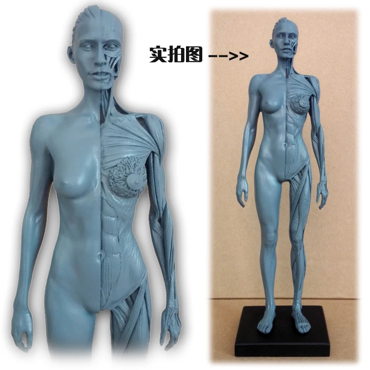 30cm Human Female Model Anatomy Skull Head Muscle Bone Medical Artist Drawing skeleton for sale | Спорт и развлечения