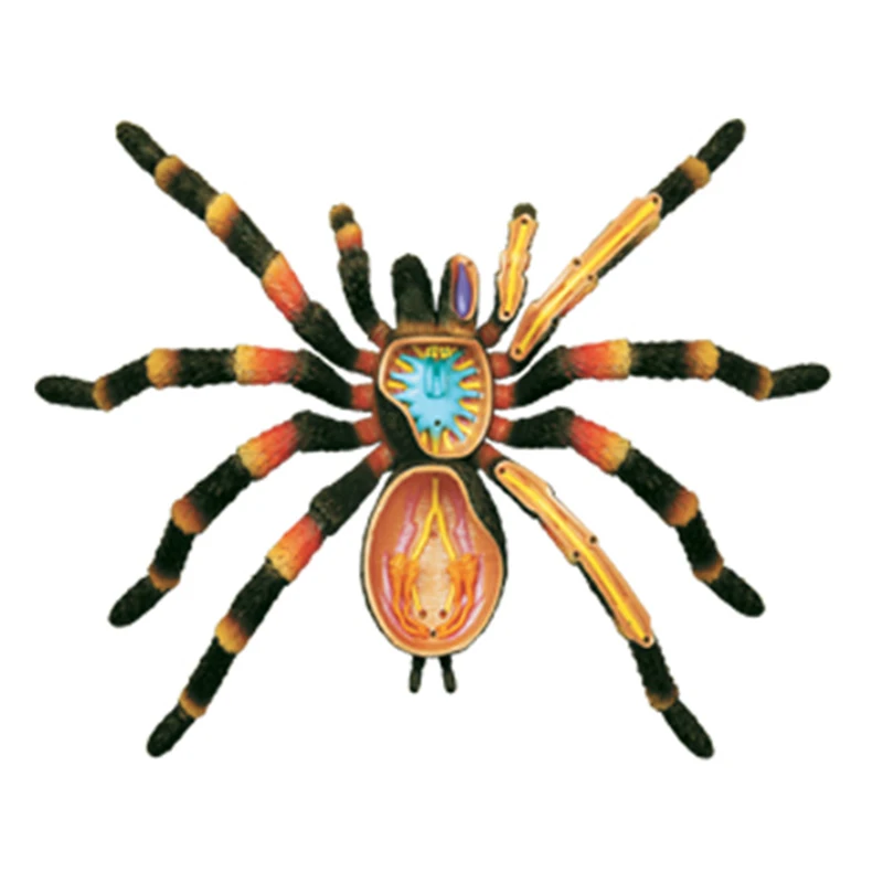 

4D Spider Intelligence Assembling Toy Animal Organ Anatomy Model Medical Teaching DIY Popular Science Appliances