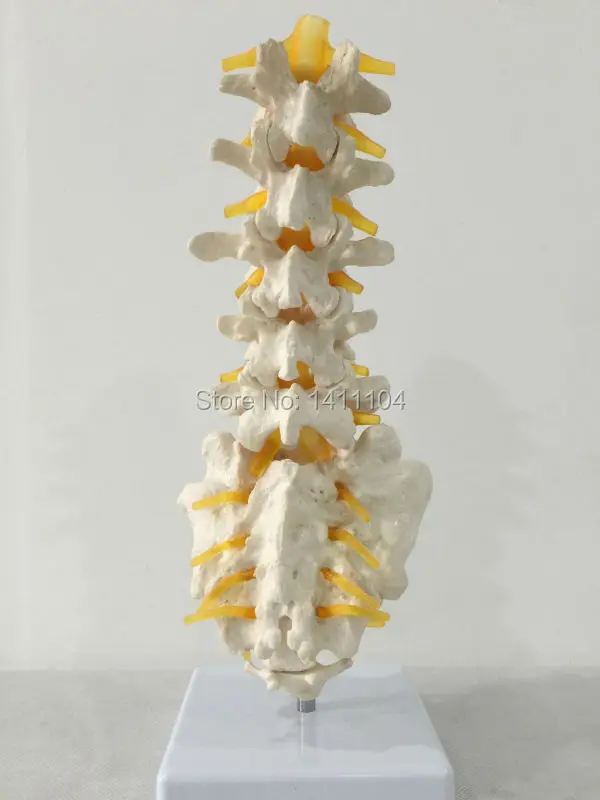 Бесплатная доставка и 5 поясничных крестцовых позвонков с креплением к нервам