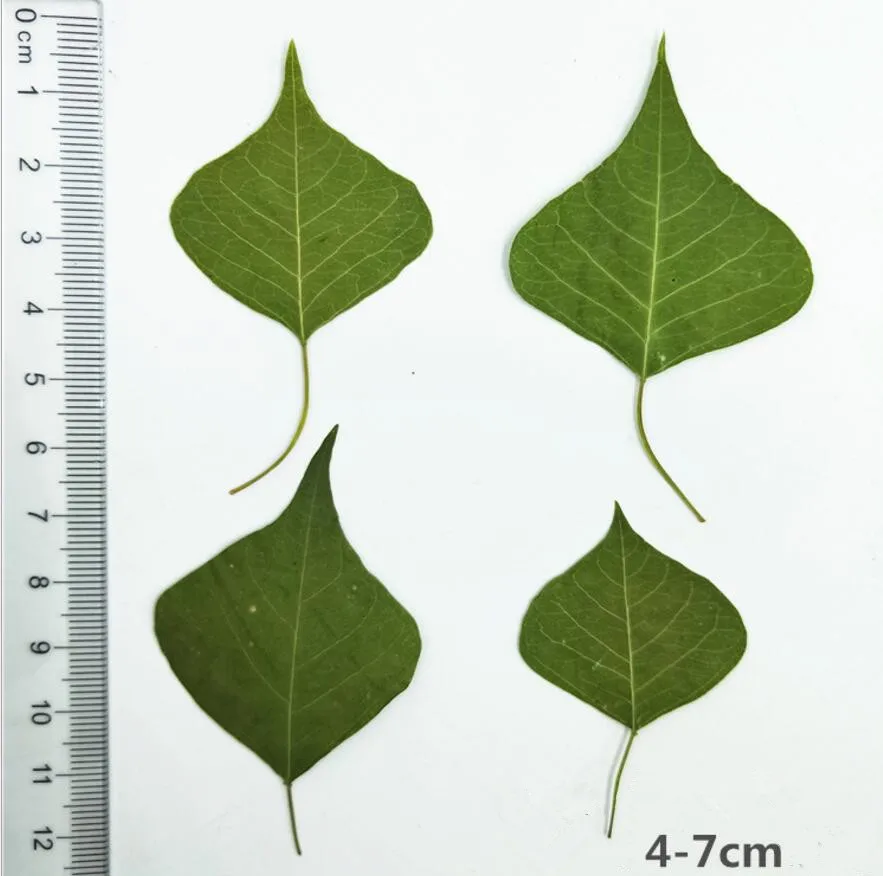 120 шт прессованный высушенный Loropetalum chinense var.ru Брум лист Гербария для изготовления