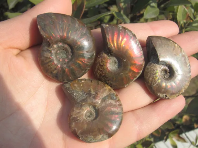 Минеральные окаменелости улитки аммония A1|fossil bead|fossil kitfossil china |