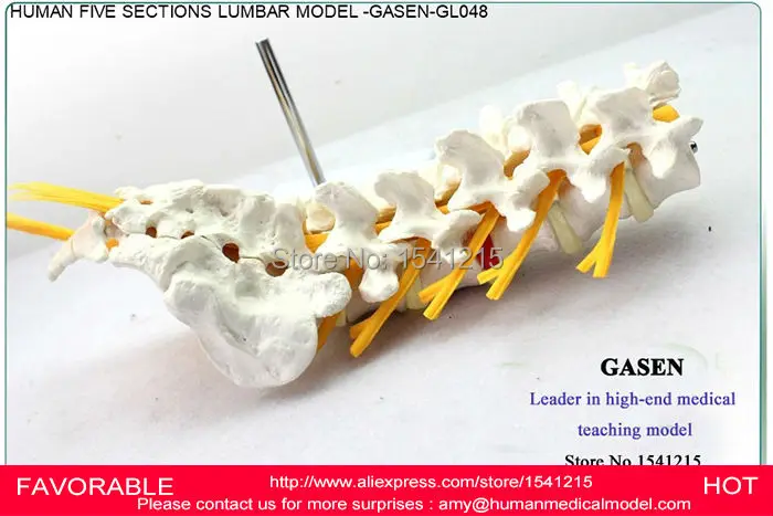 Модель скелета поясничного отдела позвоночника коцикс нейронного модель GASEN-GL048 |
