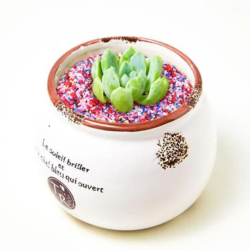 Цветной камень песок 50 г сочные Семена семена ягодиц цветок живой бонсай